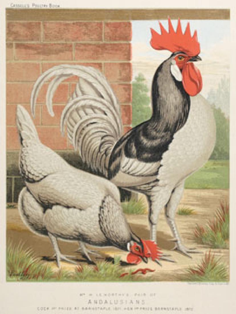 J.W. Ludlow: Andalusians (1 of 1)