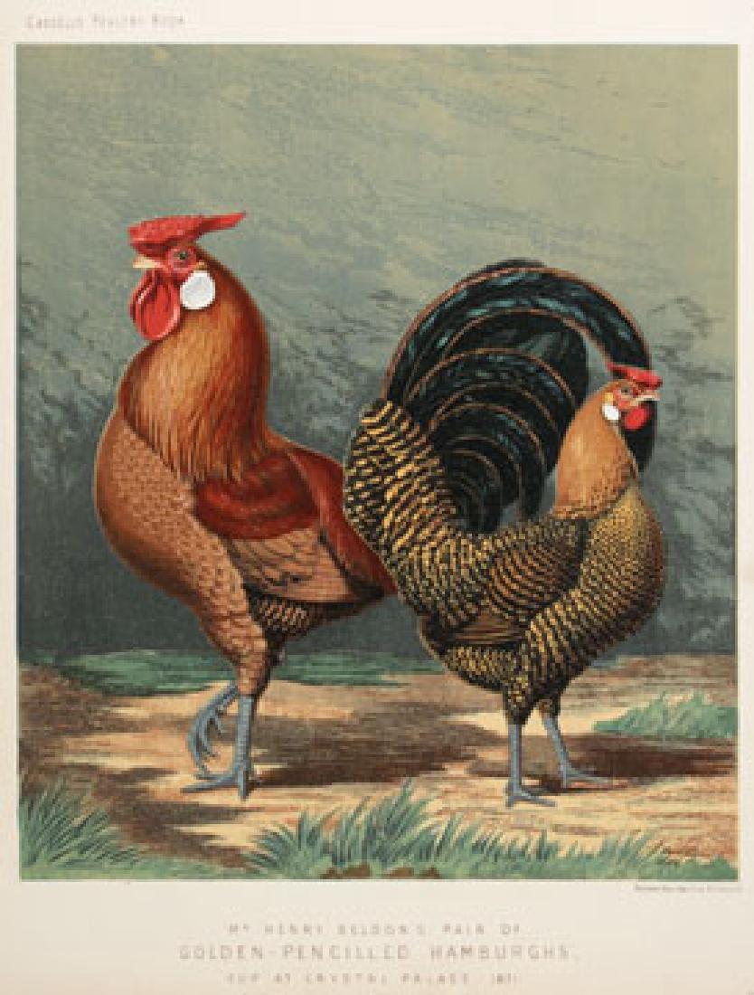 J.W. Ludlow: Golden-Pencilled Hamburghs (1 of 1)