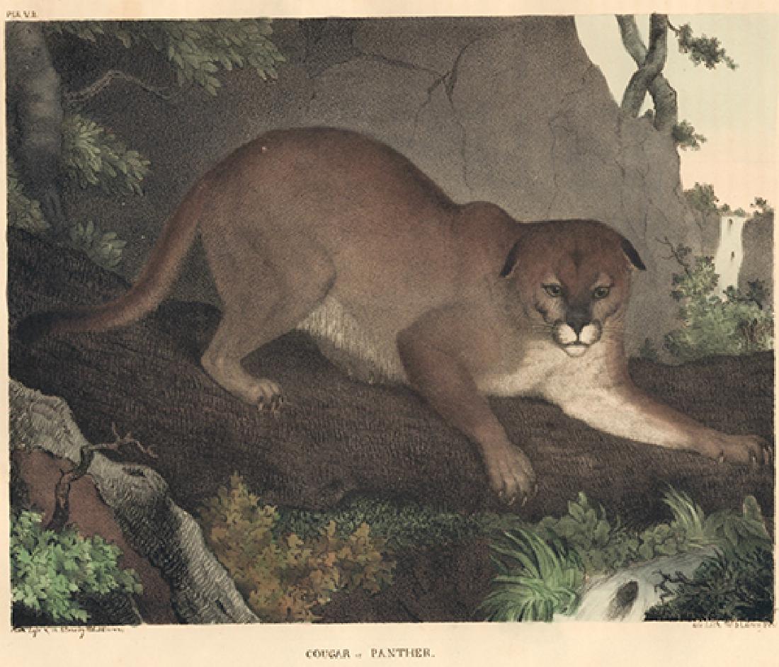 Thomas Doughty: Cougar or Panther: Print: Cougar or Panther Author: Thomas Doughty Publishing: Philadelphia, J. and T. Doughty, 1830-33 Medium: Hand colored lithograph From The Cabinet of Natural History and American Rural Sports Pleas
