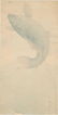 Ohara Koson: Jumping Carp - 3
