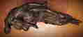 item-50723595=4