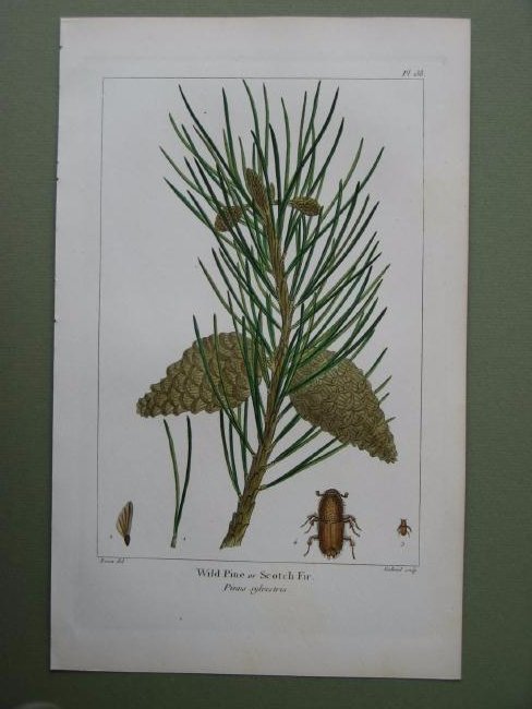Wild Pine or Scotch Fir: Print: Wild Pine or Scotch Fir From: North American Sylva By: Pancrace Bessa & J.P. Redoute Publishing: F.A. Michaux, Philadelphia, 1865 Medium: Hand-colored stipple engraving Size: 10.4 x 6.5 inches