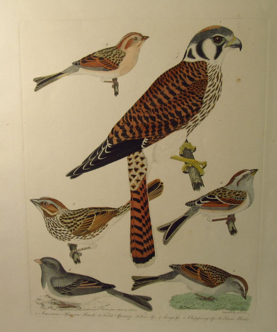 A. Lawson: Sparrow and Hawks Engraving, 1810 (1 of 4)