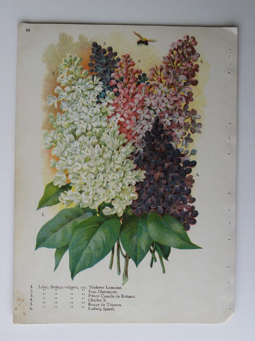 Alois Lunzer: Lilac - Six Varieties, 1900 (1 of 1)
