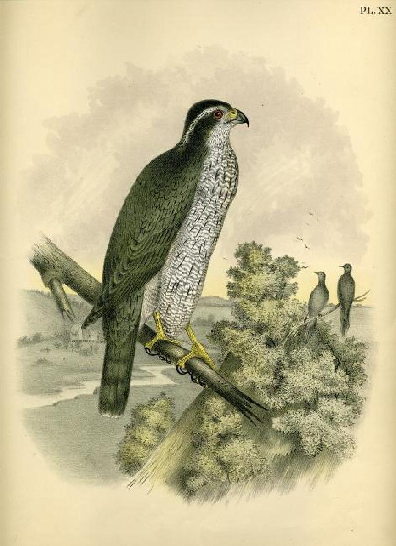 Theodore Jasper: Black Cap Hawk: Print: Black Cap Hawk Artist: Theodore Jasper Size: 12 x 14 inches Drawn and Colored from Nature by Theodore Jasper, A.M., M.D. Medium: Crayon Plate Illustration - This chromolithograph was issued in