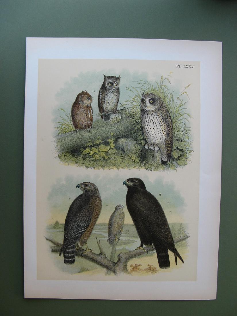 Jacob Studer: Short-eared Owl, Screech owl, & Hawks: Print: Short-eared Owl, Screech owl, & Hawks From: Birds of North America By: Jacob Studer Publishing: Jacob Studer, NYC & Columbus, Ohio, 1881 Medium: Lithograph Size: 14.4 x 10.75 inches Please note