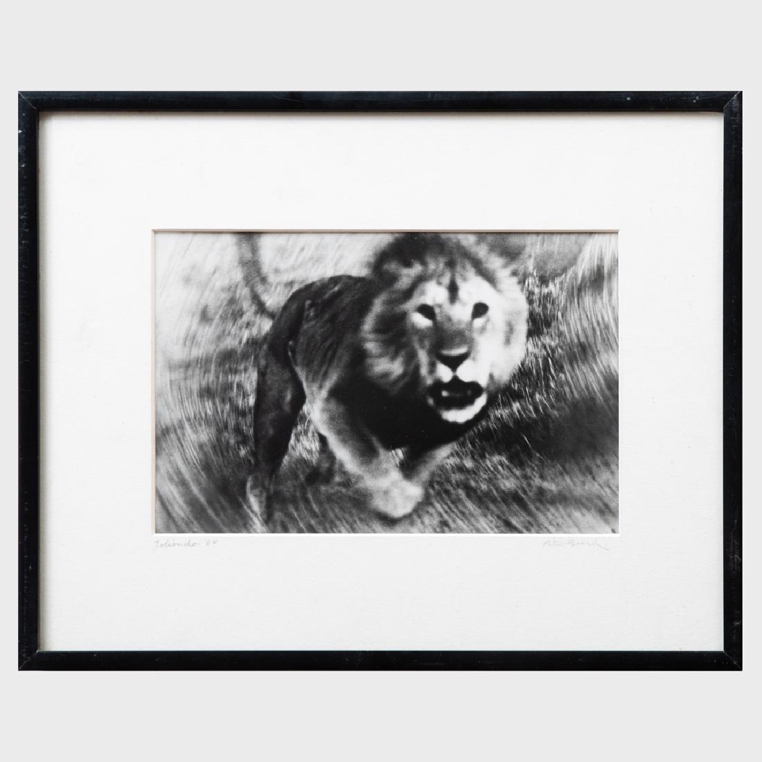 Peter Beard (b. 1938): Loliondo: Peter Beard (b. 1938): Loliondo Gelatin silver print, 1964, signed and inscribed 'ICP Nov. 1977' on the reverse, signed and titled on the mat, printed in 1977. 8 1/4 x 9 3/4 in. (sheet), 11 1/2 x 14 1