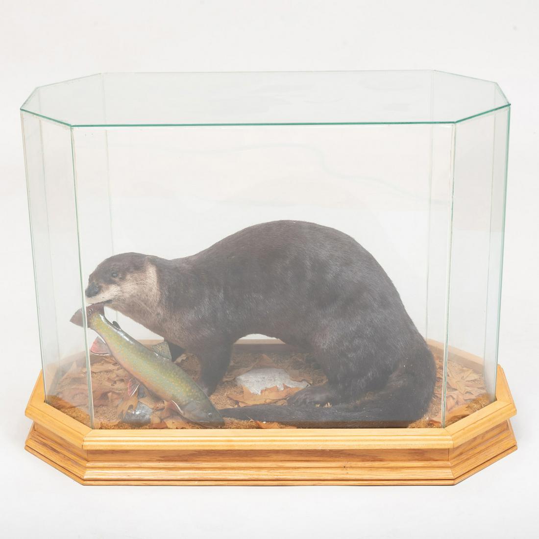 Taxidermy Model of an Otter with Fish: Taxidermy Model of an Otter with Fish In a fitted glass case. 22 1/2 x 29 1/2 x 14 in.