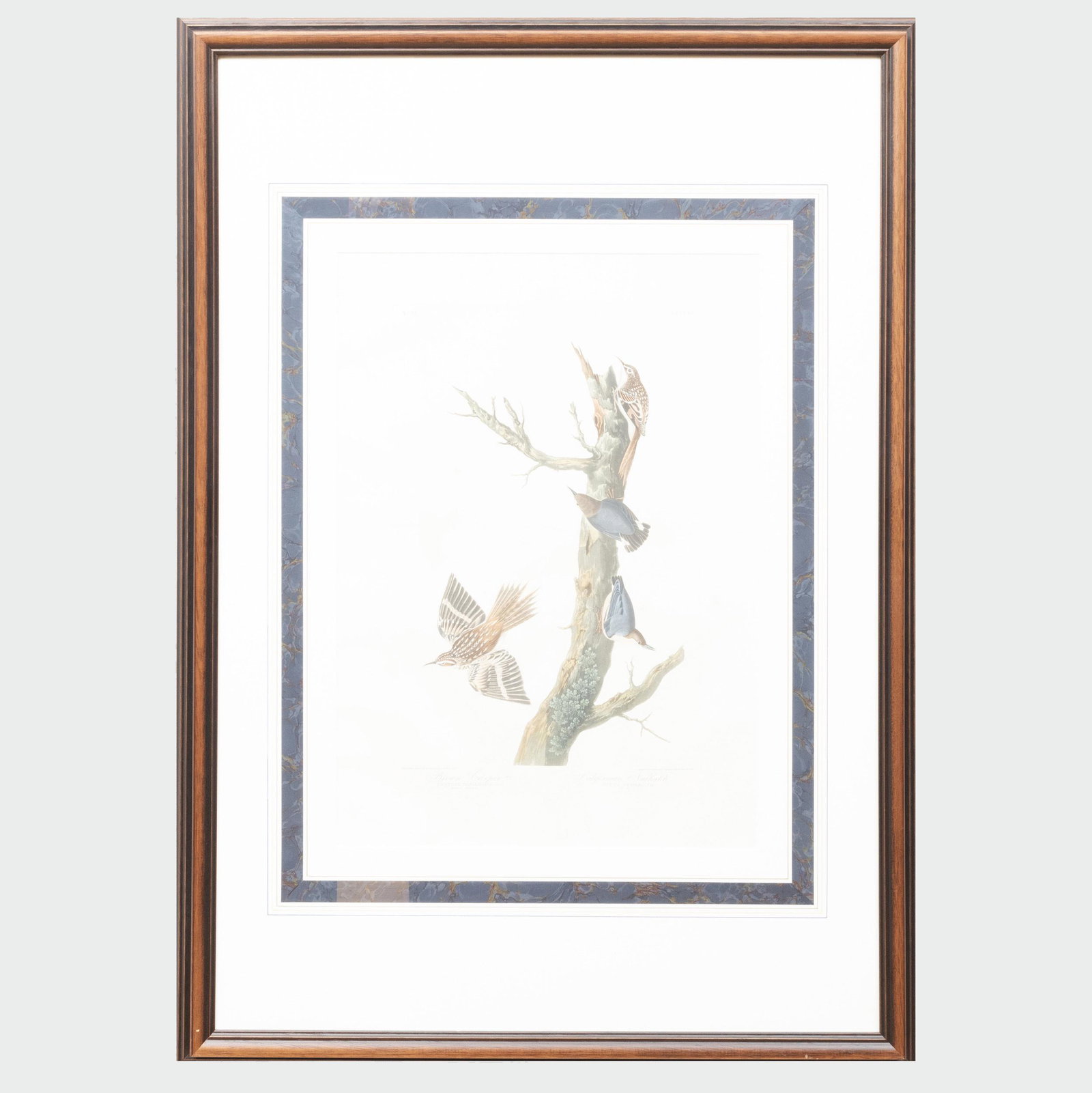 John James Audubon (1785-1851): Brown Creeper and: John James Audubon (1785-1851): Brown Creeper and California Nuthatch Aquatint and engraving with hand-coloring, 1838. 19 1/2 x 12 in. (plate), 43 x 30 in. (frame).