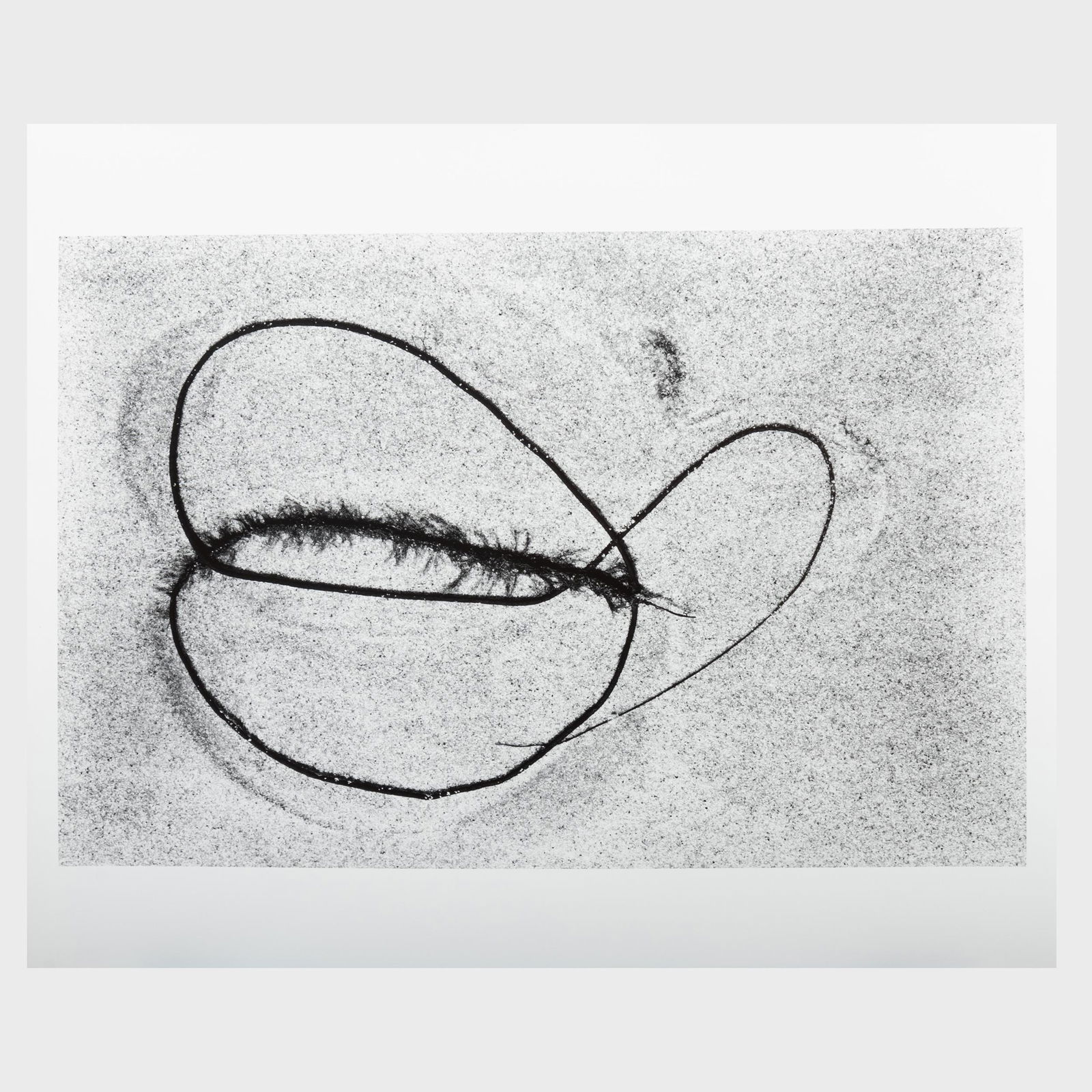 Aaron Siskind (1903-1991): Seaweed 6: Aaron Siskind (1903-1991): Seaweed 6 Gelatin silver print, 1948, printed later, signed, dated and inscribed 'Martha's Vineyard' on the reverse. 24 x 20 in. (sheet), unframed. Collection of the Rhode I