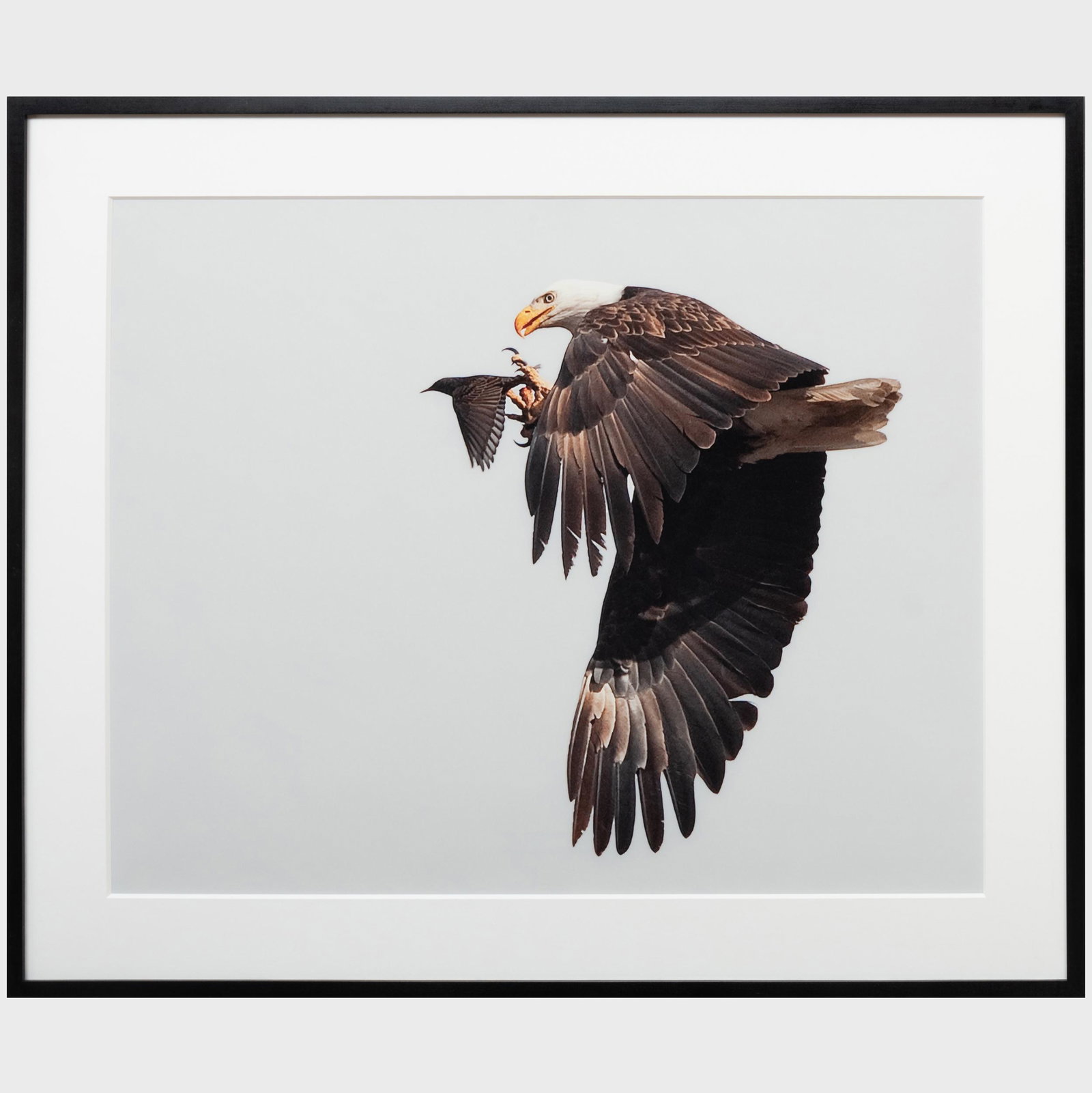 Rob Palmer: Eagle and the Starling III: A Pair: Rob Palmer: Eagle and the Starling III: A Pair Two color photographs. Both 23 x 29 in. (sight), 30 x 36 in. (frame).