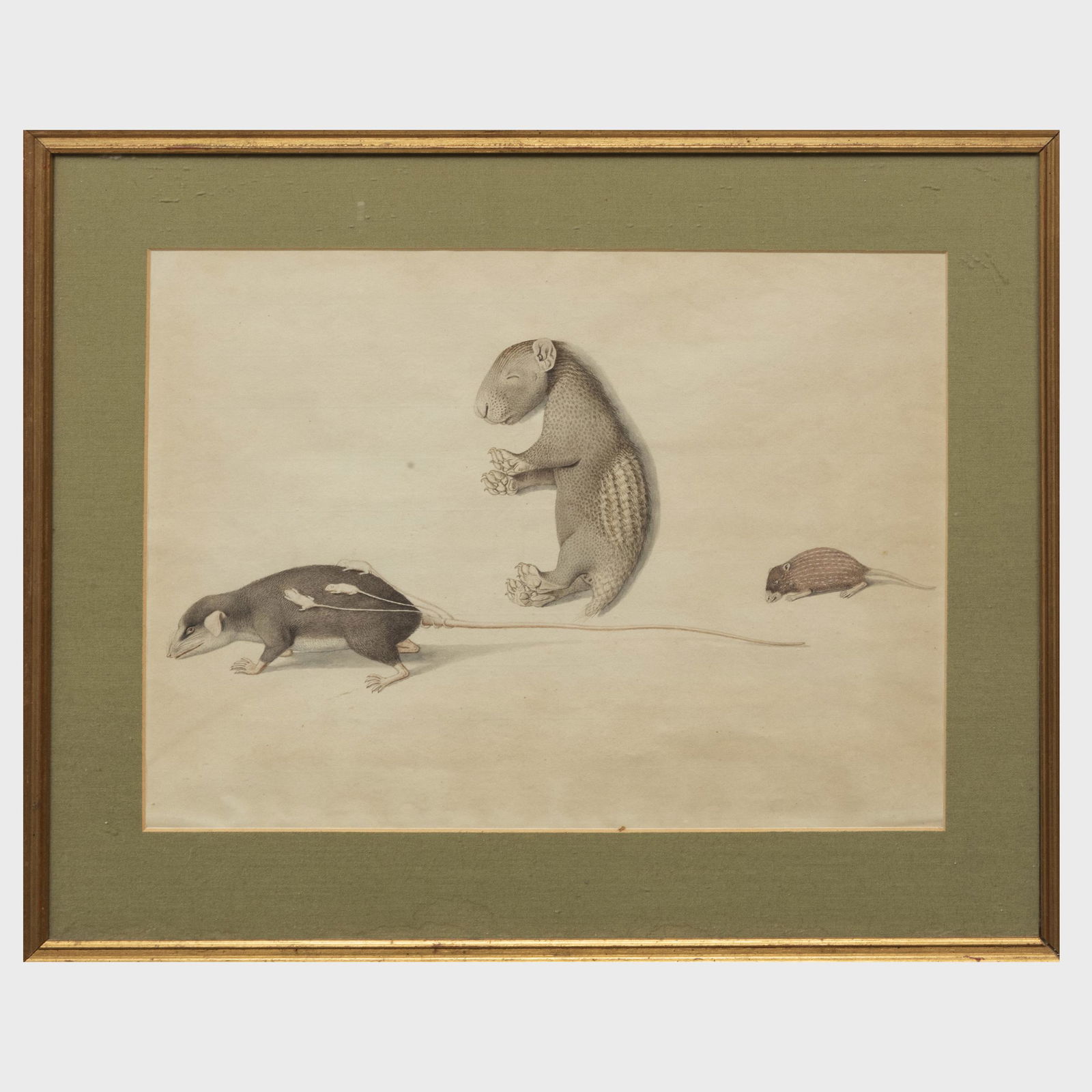 European School: Opossum: European School: Opossum Ink on paper, indistinctly inscribed along the lower edge. 14 x 19 3/4 in. (sheet), 18 1/2 x 23 in. (frame). John Richardson: A Scholar Collects