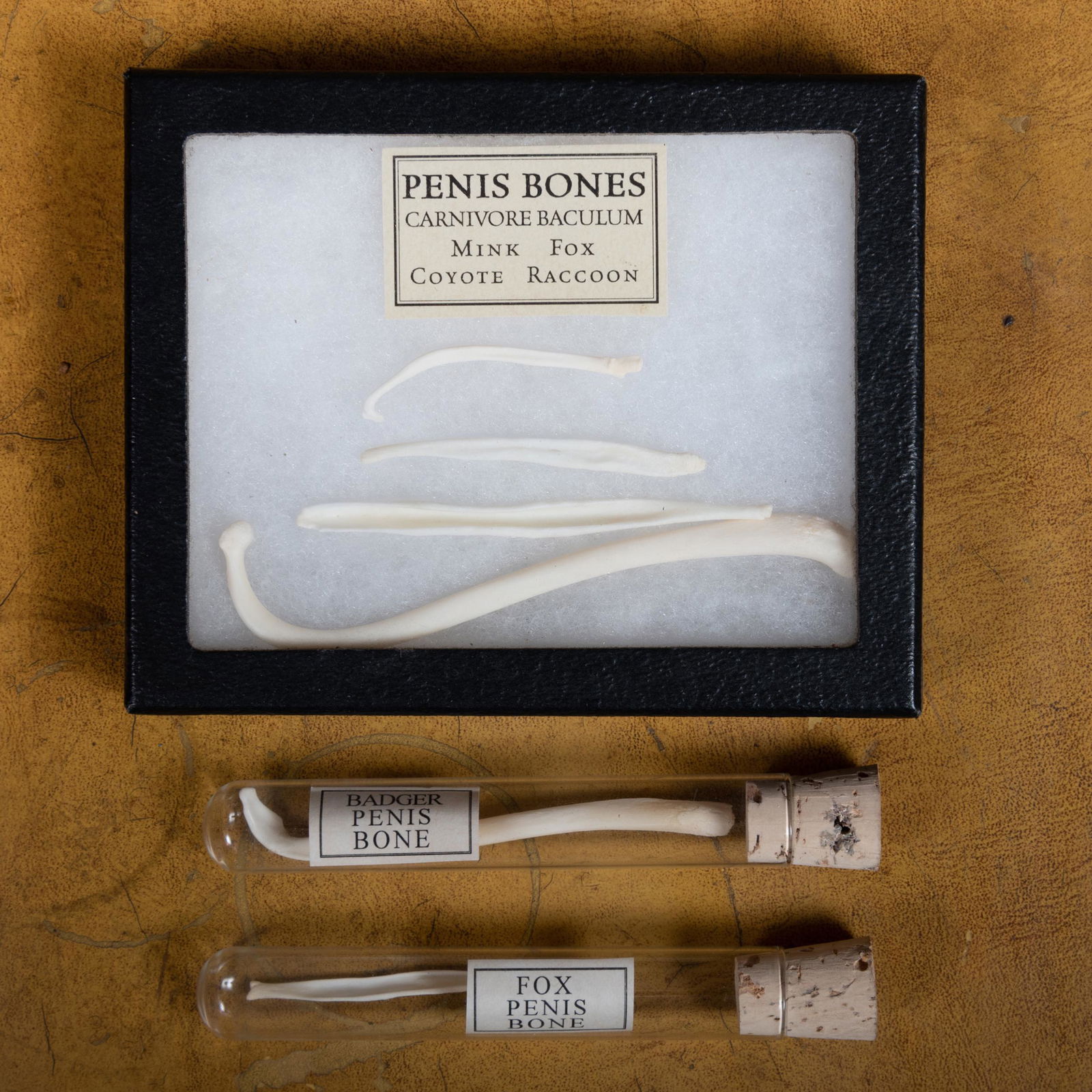 Group of Small Quadriped Penis Bones: Group of Small Quadriped Penis Bones Comprising: Four in a framed box Two in glass vials The box 4 1/4 x 5 1/4 in. (6 pcs). John Richardson: A Scholar Collects