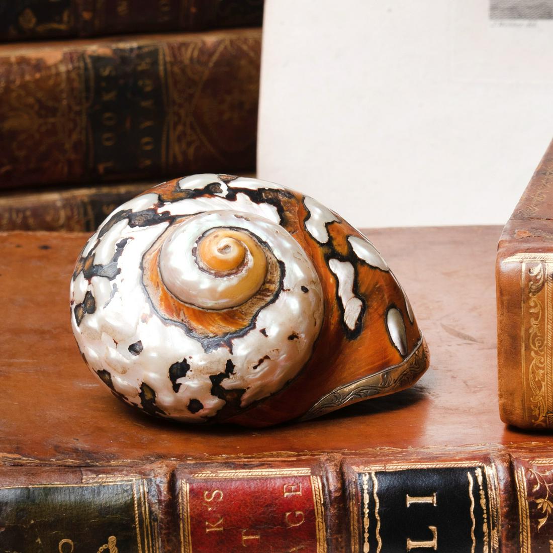 Contiental Silver-Gilt-Mounted Shell Snuff Box: Contiental Silver-Gilt-Mounted Shell Snuff Box Indistinctly marked, mount engraved and monogrammed. 2 1/4 x 4 x 3 in. The Private Collection of Jayne Wrightsman