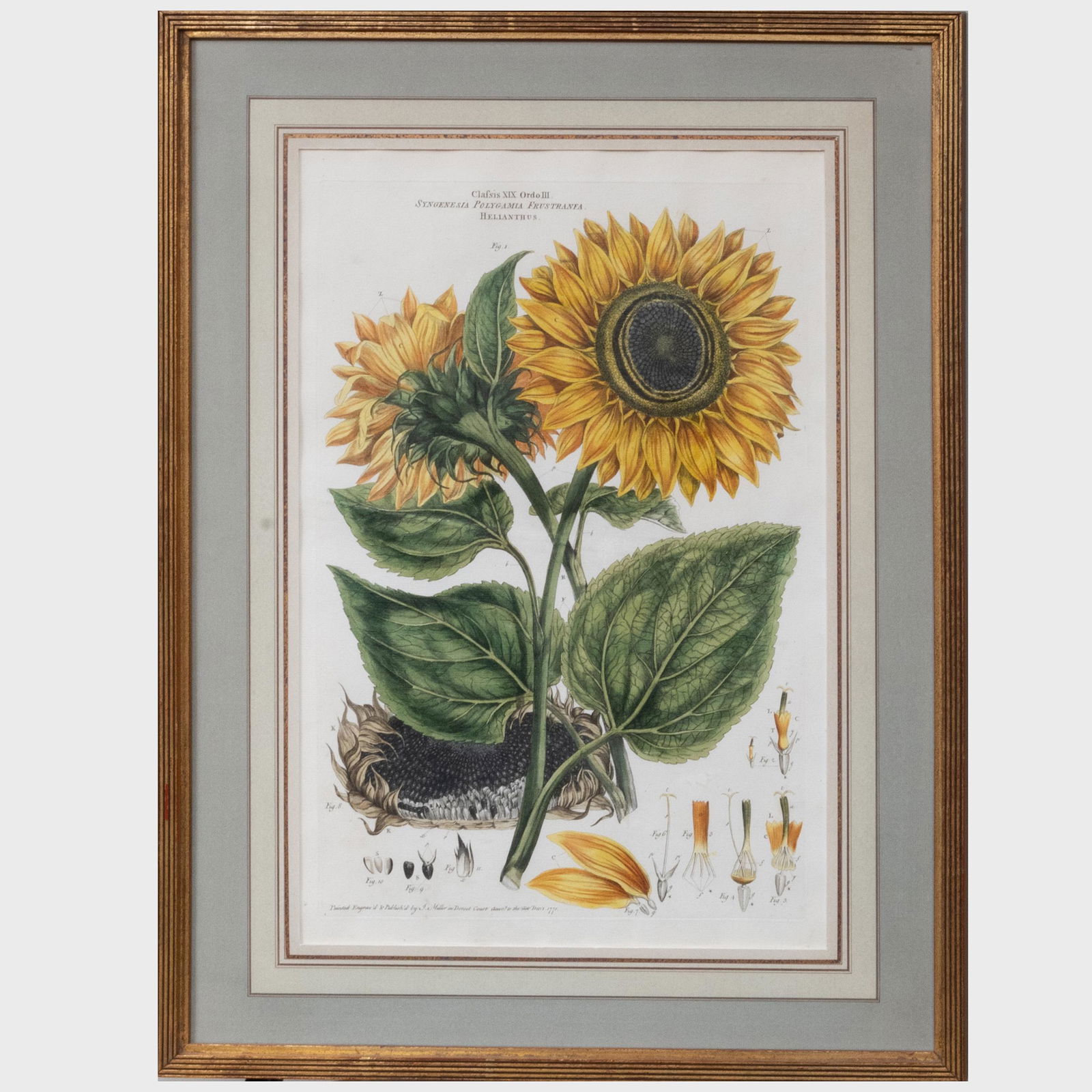 John Miller (1815-1780): Syngensia Polygamia Frustranfa: John Miller (1815-1780): Syngensia Polygamia Frustranfa Engraving in black with hand-coloring on laid paper, 1771. 18 1/2 x 12 1/2 in. (sight), 25 x 19 in. (frame). Gracious Living: The Collection Fro