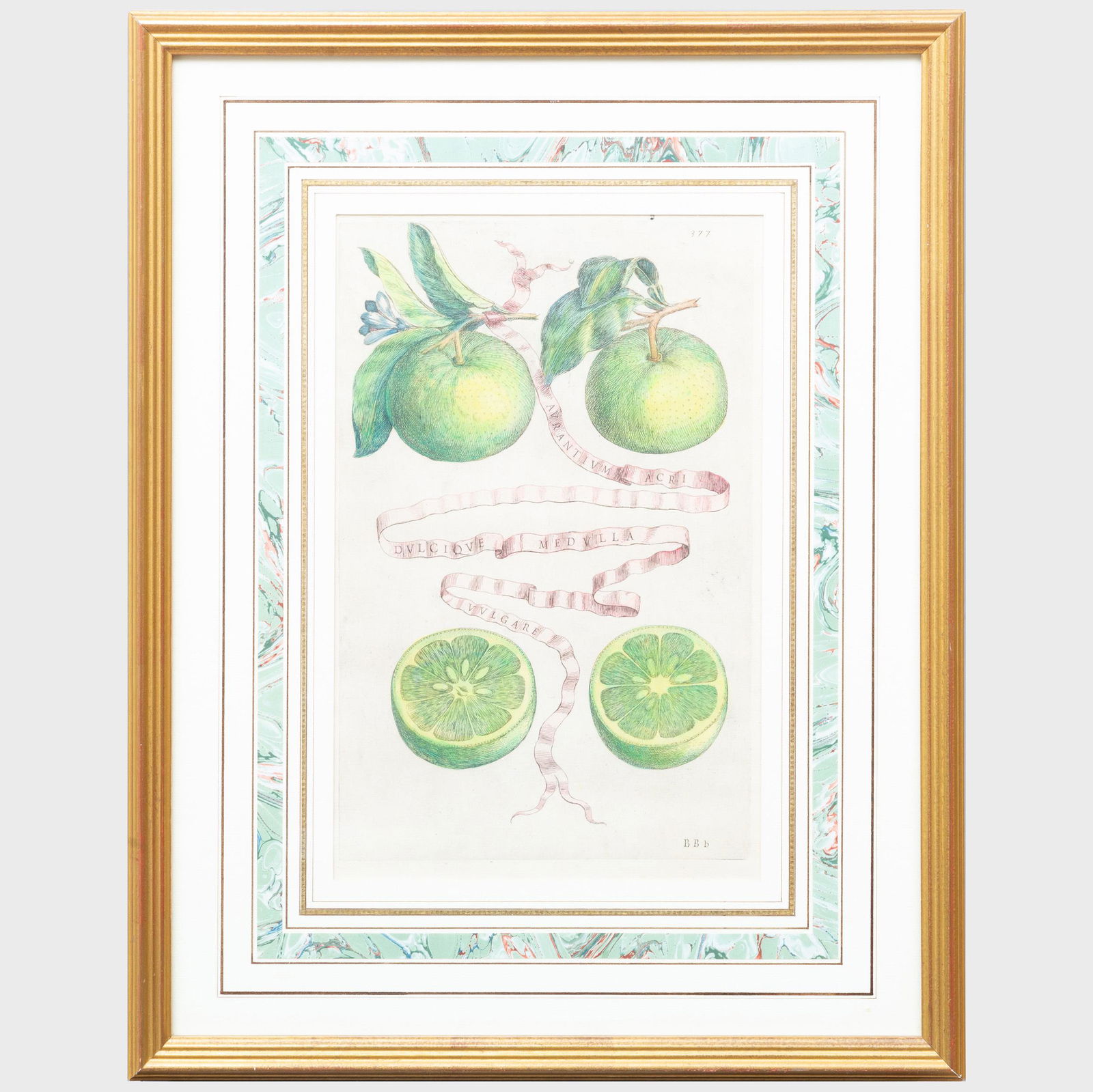 Giovanni Battista Ferrari (c. 1582-1655): Citrus: Two (1 of 6)