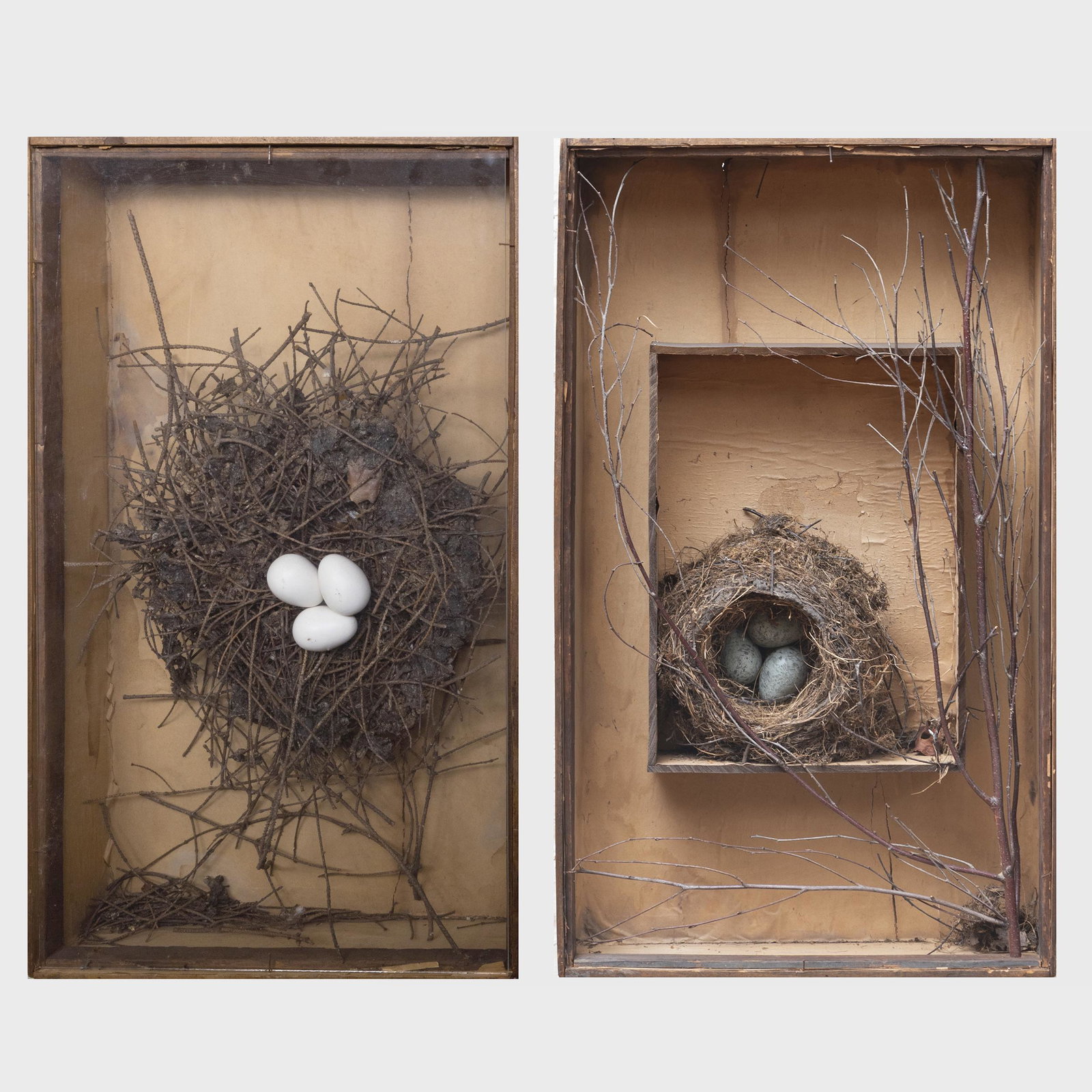 Pair of Belgian Bird Nest Dioramas Attributed to Jean: Pair of Belgian Bird Nest Dioramas Attributed to Jean Pierre Laurent Each inscribed in at top of frame. Each 23 3/4 x 14 x 4 1/4 in. One with applied label for Tarrosay Soeurs, Fleurs & Plumes, Paris.