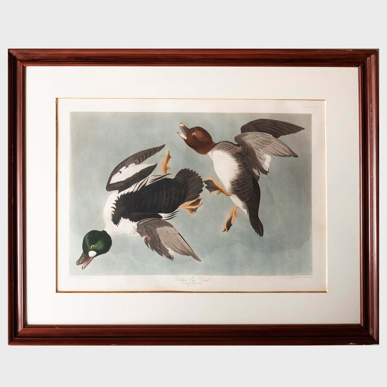 After John James Audubon (1785-1851): Golden-Eye Duck: After John James Audubon (1785-1851): Golden-Eye Duck Aquatint and engraving with hand-coloring on J. Whatman. 25 1/2 x 38 in. (sheet), 33 x 42 1/2 in. (frame).