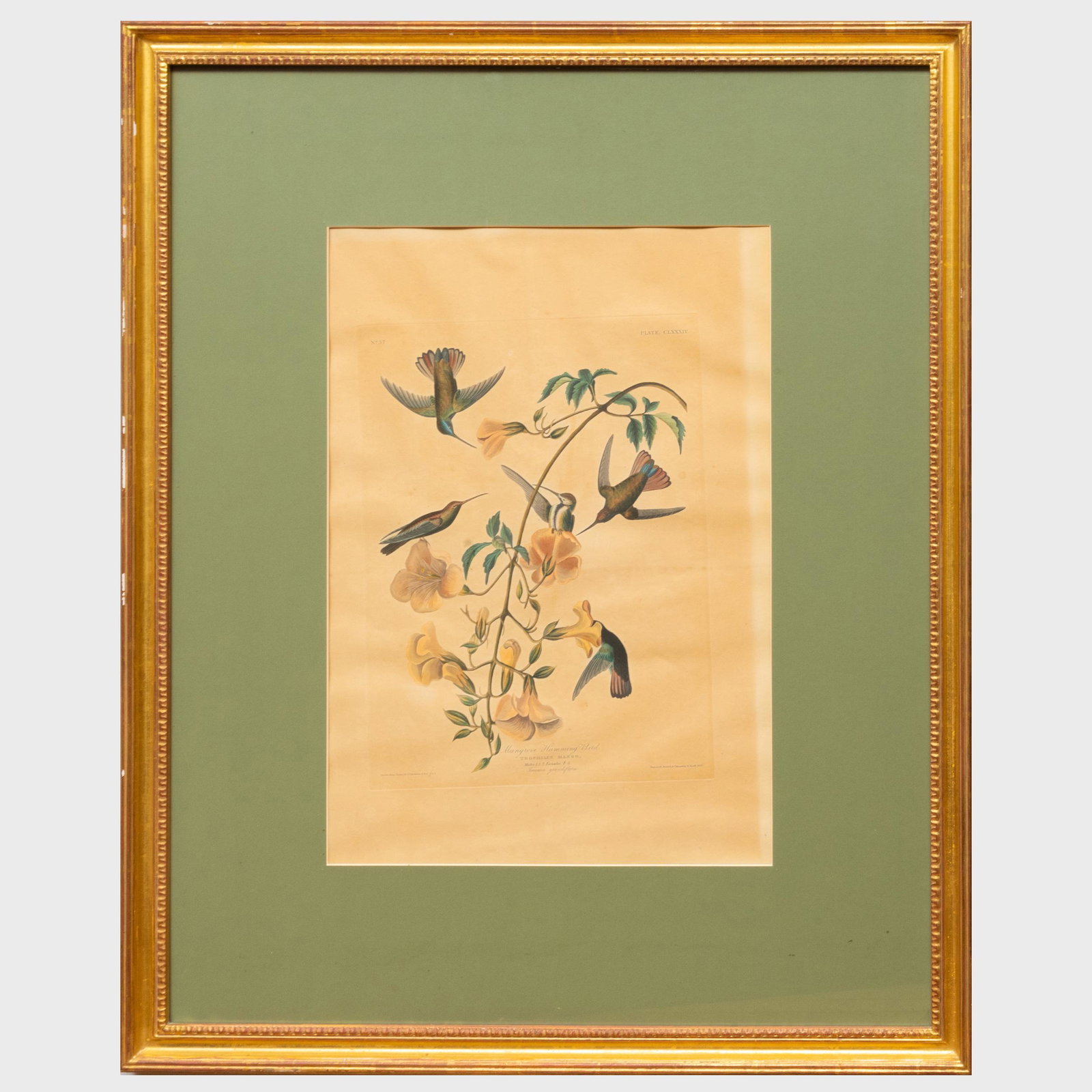 After John James Audubon (1785-1851): Mangrove Humming: After John James Audubon (1785-1851): Mangrove Humming Bird; and Ruff necked Hummingbird Two aquatints and engravings on J. Whatman, 1833 and 1837. 37 3/8 x 25 in. (sheet), 41 x 33 1/2 in. (frame), 37