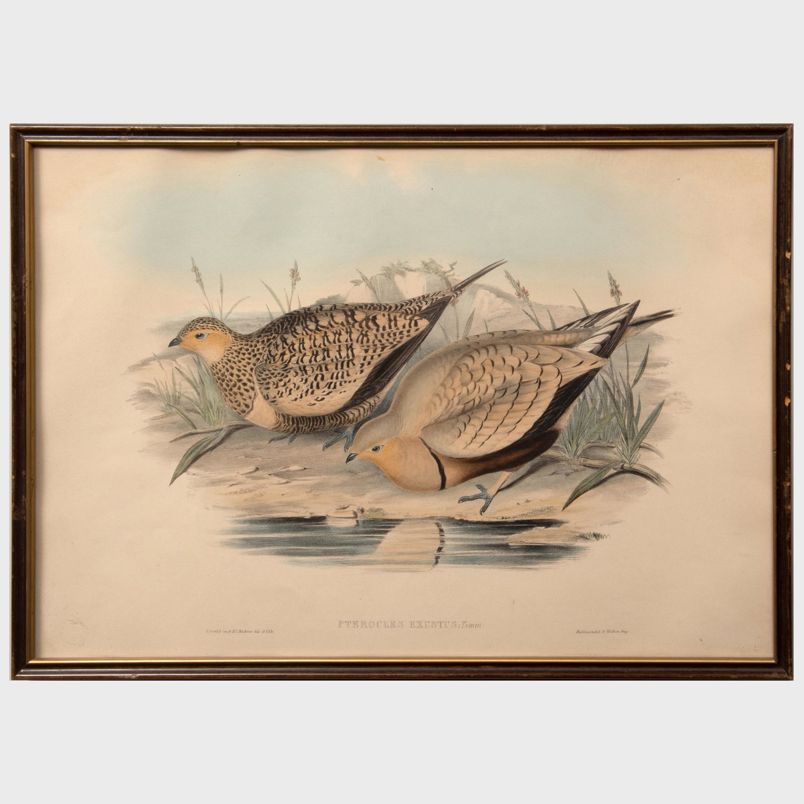 John Gould (1804-1881): Pterocles Guttatus; and: John Gould (1804-1881): Pterocles Guttatus; and Pterocles Existus Two lithographs in black with hand-coloring on wove paper. Both 13 3/4 x 20 3/4 in. (sight), 15 x 22 in. (frame).