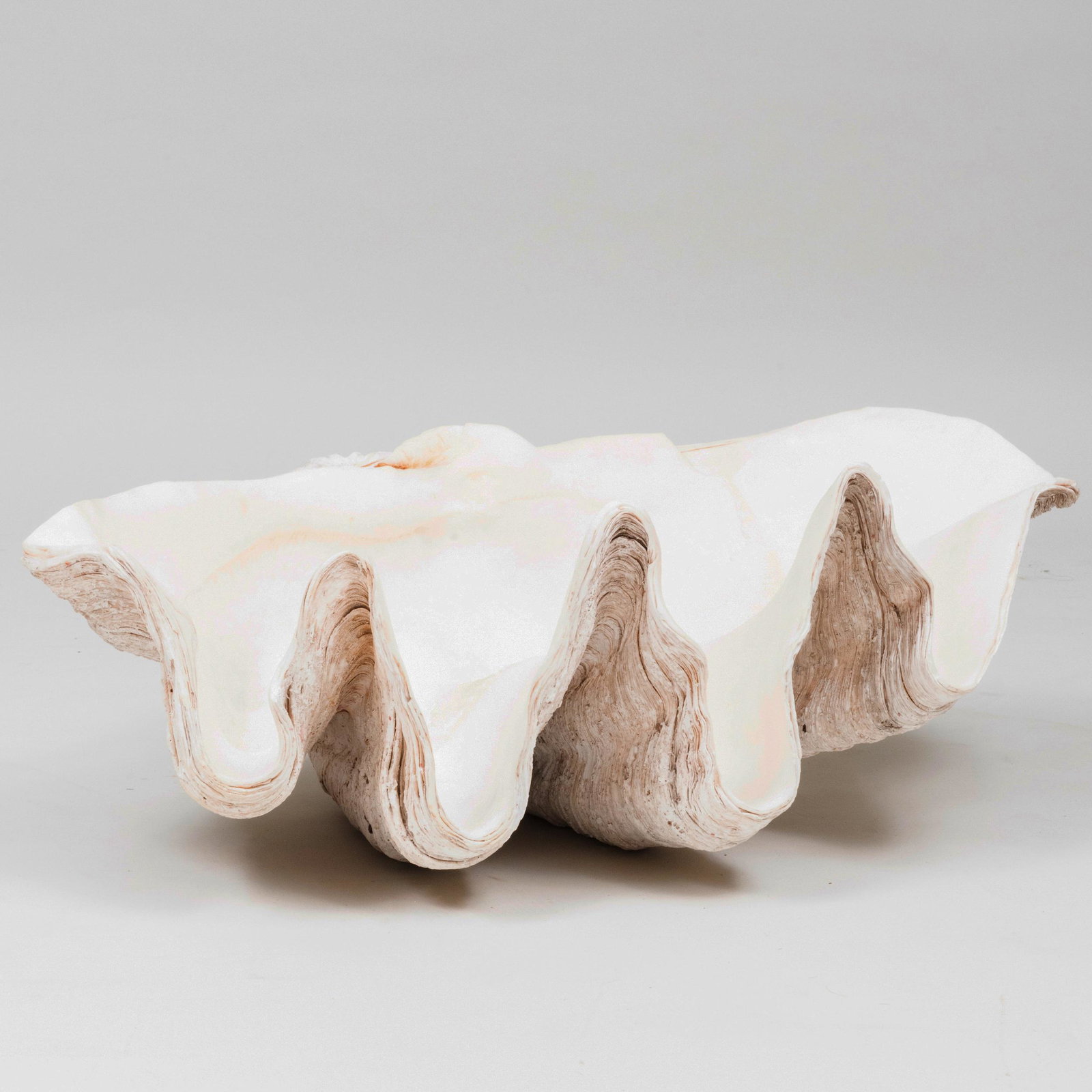 Giant Clam Shell: Giant Clam Shell 13 1/2 x 33 1/2 x 20 1/2 in.