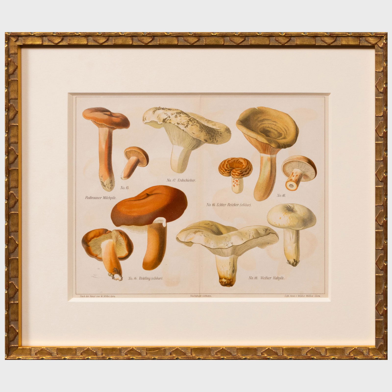 Walter Müller (1847-1927): Mushrooms: Twenty Plates (1 of 18)
