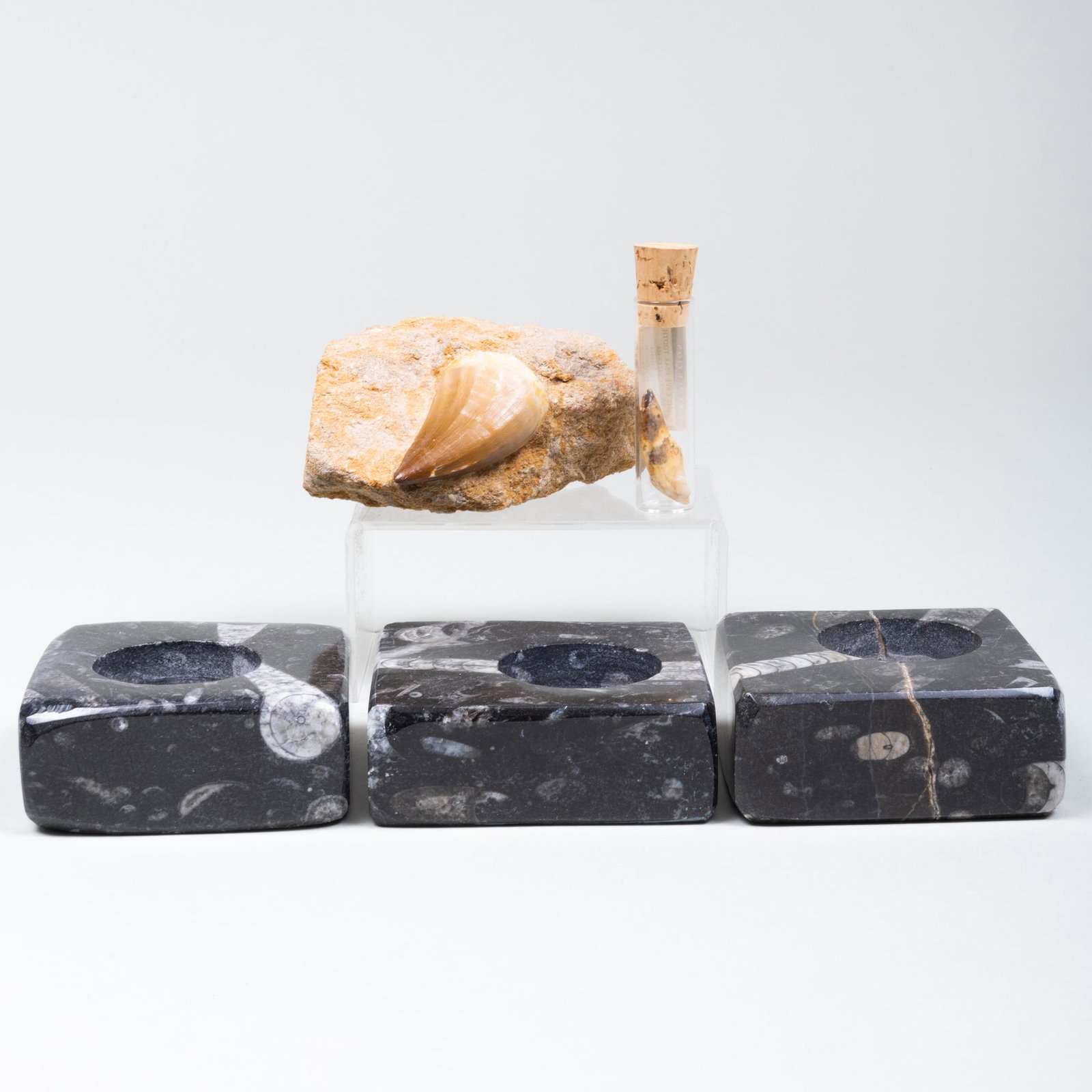Group of Fossils: Group of Fossils Comprising: A fossil cave bear tooth A large tooth inset in rock Set of three fossilized marble candleholders The largest 4 in. long.