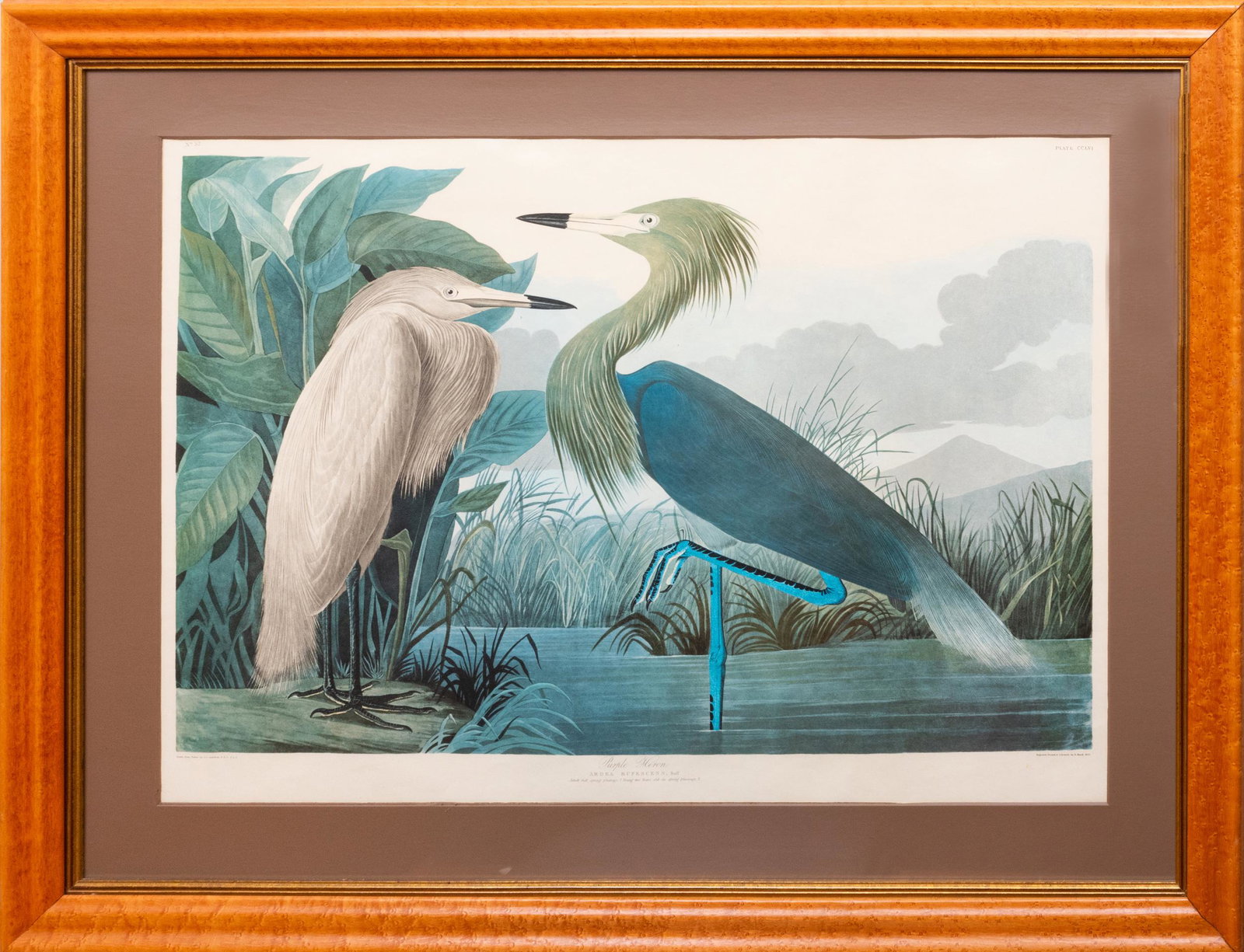 After John James Audubon (1785-1851): Purple Heron: Photomechanical reproduction on paper. 26 1/2 x 39 1/2 in. (sheet), 36 x 46 1/2 in. (frame).
