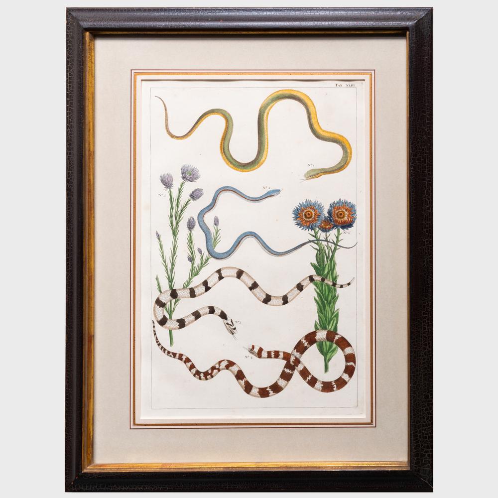 Continental School: Snakes: Two Plates (1 of 6)