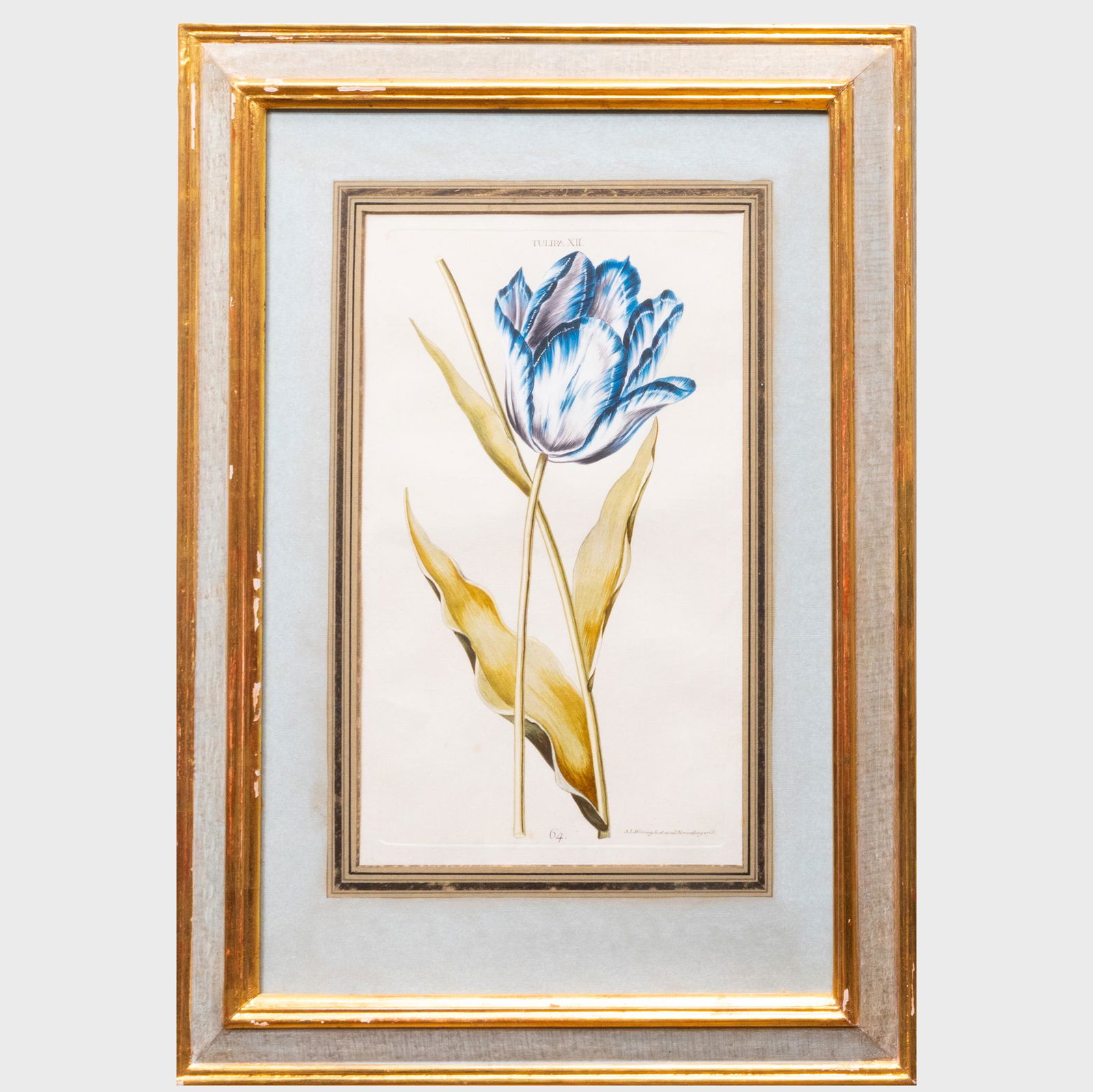 Johann Michael Seligmann (1720-1762): Tulips: Two (1 of 8)