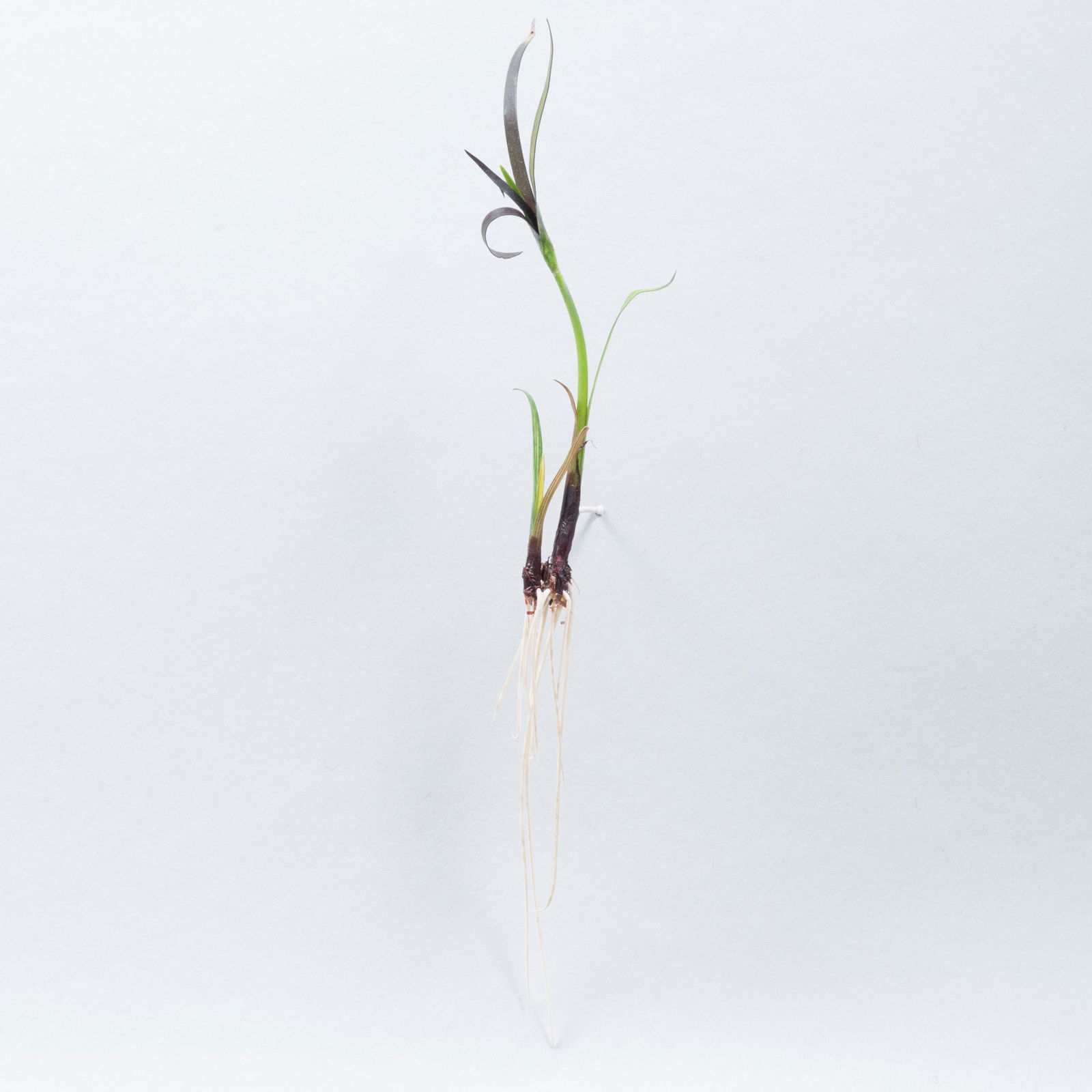 Vincent Shine: Untitled (Papyrus #3) (1 of 4)