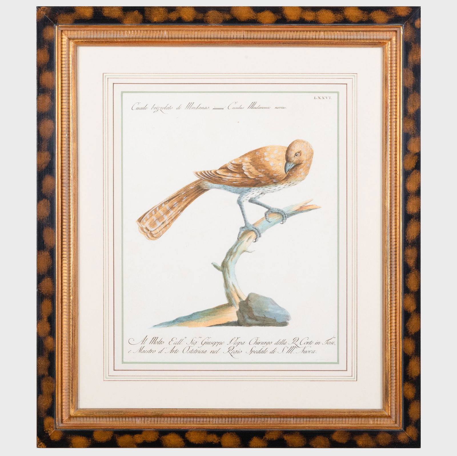 Saviero Manetti (1723-1784): Storia naturale degli uccelli tratta con metodo e adornata di figure (1 of 18)