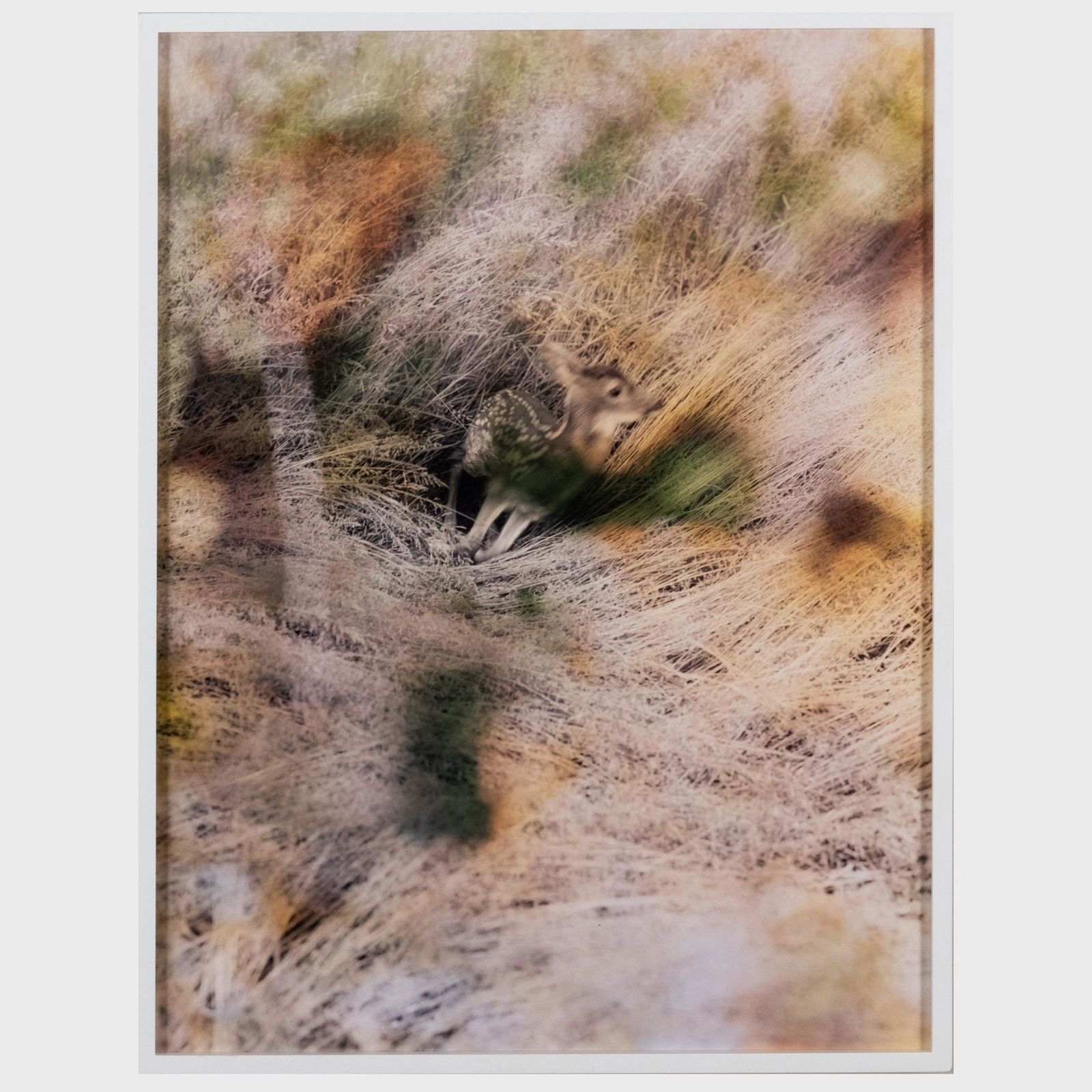 Bryan Graf (b. 1982): Deer #1 (Sunset Version),  from Wildlife Analysis (1 of 5)