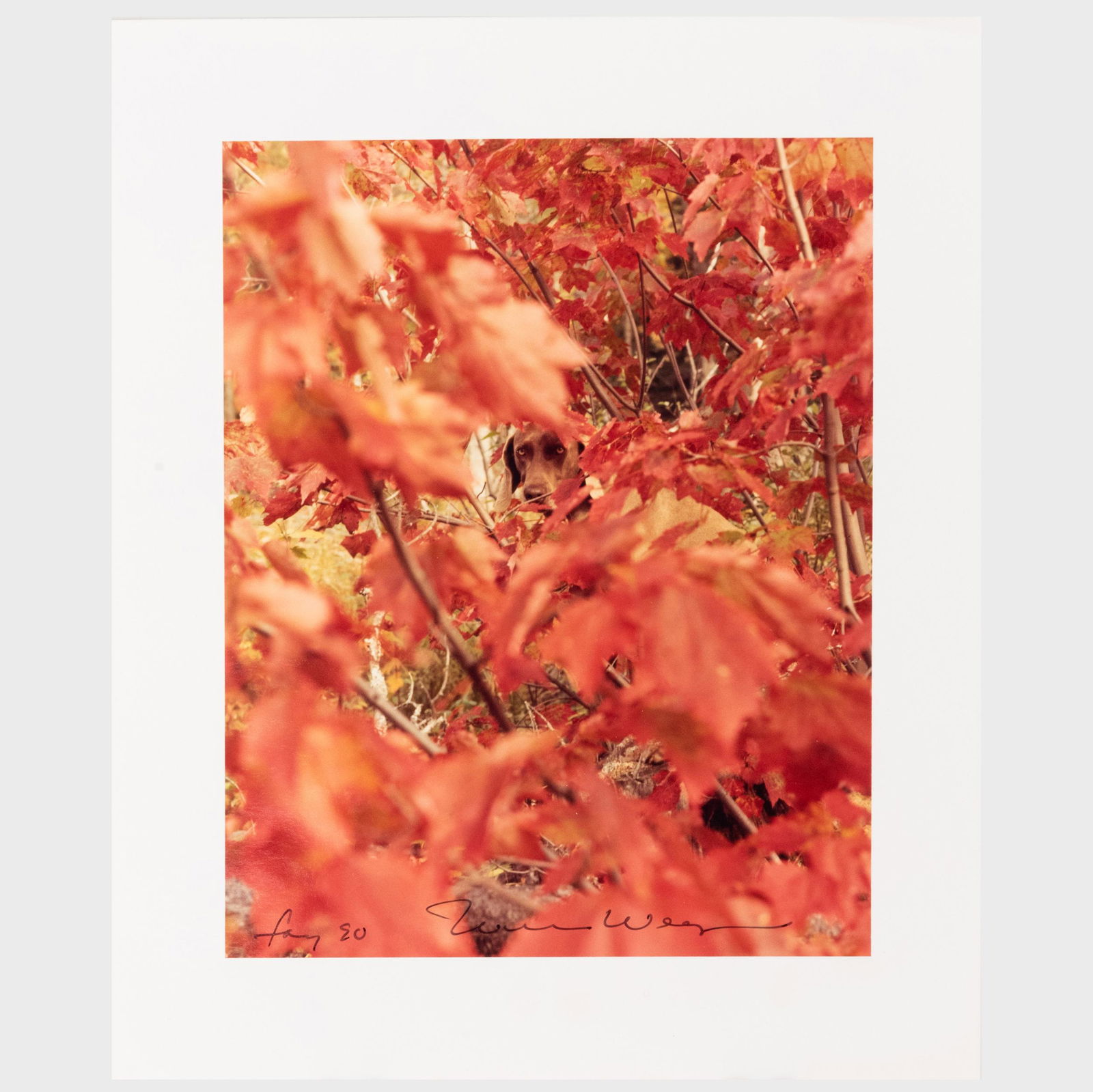 William Wegman (b. 1943): Dendra; and Fay (1 of 9)