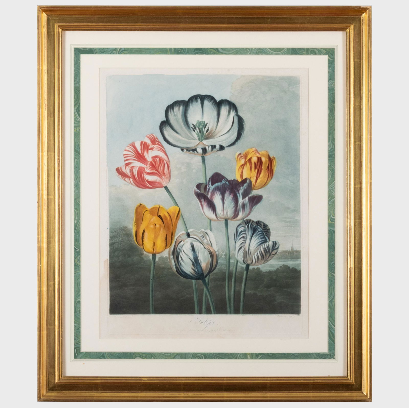 Robert John Thornton (1768-1837): Tulips (1 of 6)