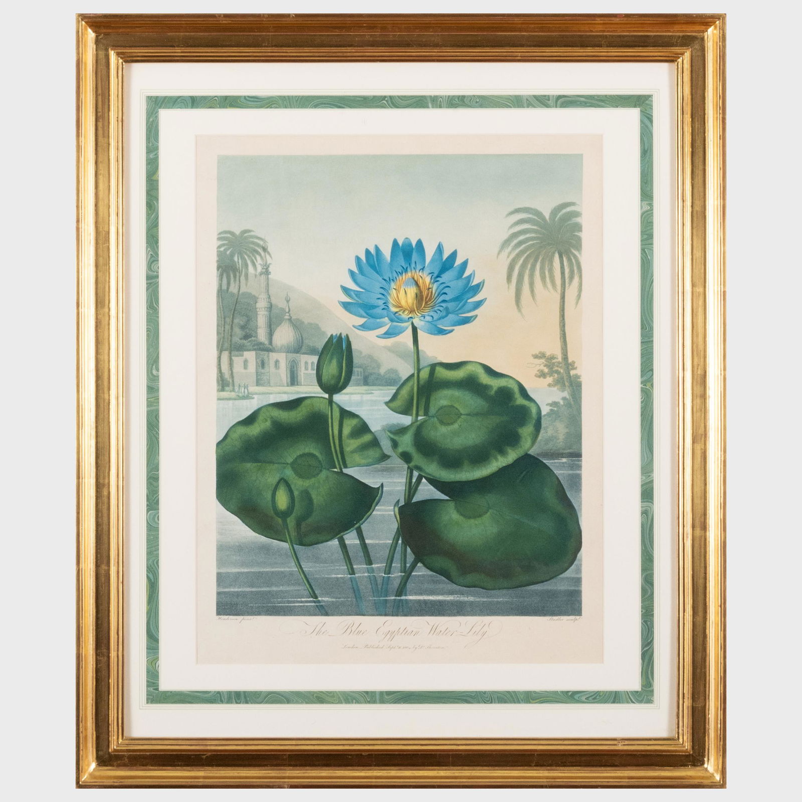 Robert John Thornton (1768-1837): The Blue Egyptian Water Lily (1 of 3)