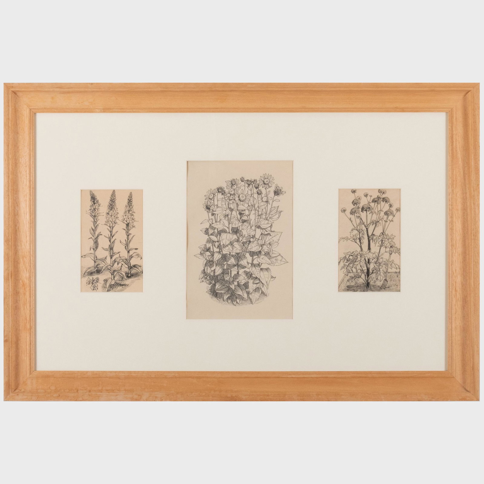 Charles Mahoney (1903-1968): Angelica Archangelica; Helianthus Multifloris; and Veronica: Charles Mahoney (1903-1968): Angelica Archangelica; Helianthus Multifloris; and Veronica Gentianoides Three ink on paper, unsigned, with labels from The Fine Art Society, London. 7 1/4 x 4 1/4 in. (si
