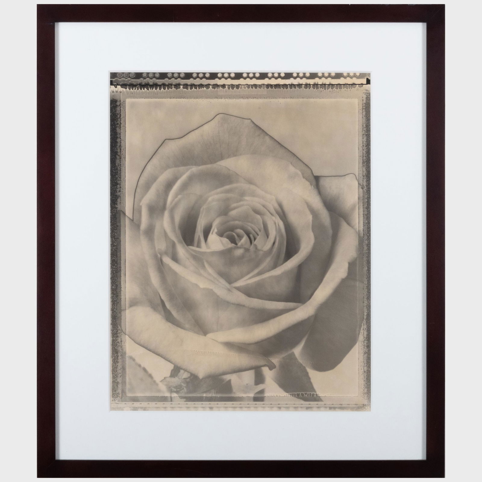 Tom Baril (b. 1952): Rose; and Lisianthus (1 of 8)