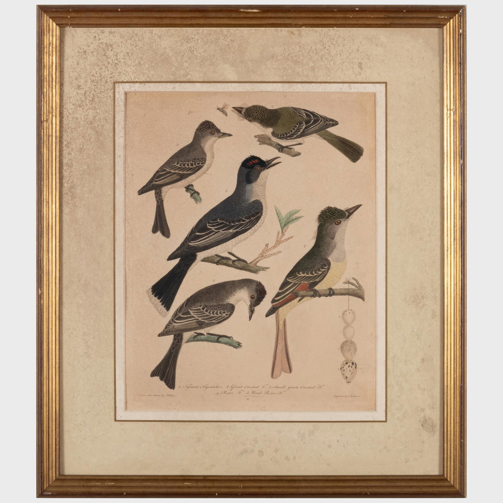 After Alexander Wilson (1766-1813):  Ornithological Prints: Five Plates (1 of 16)