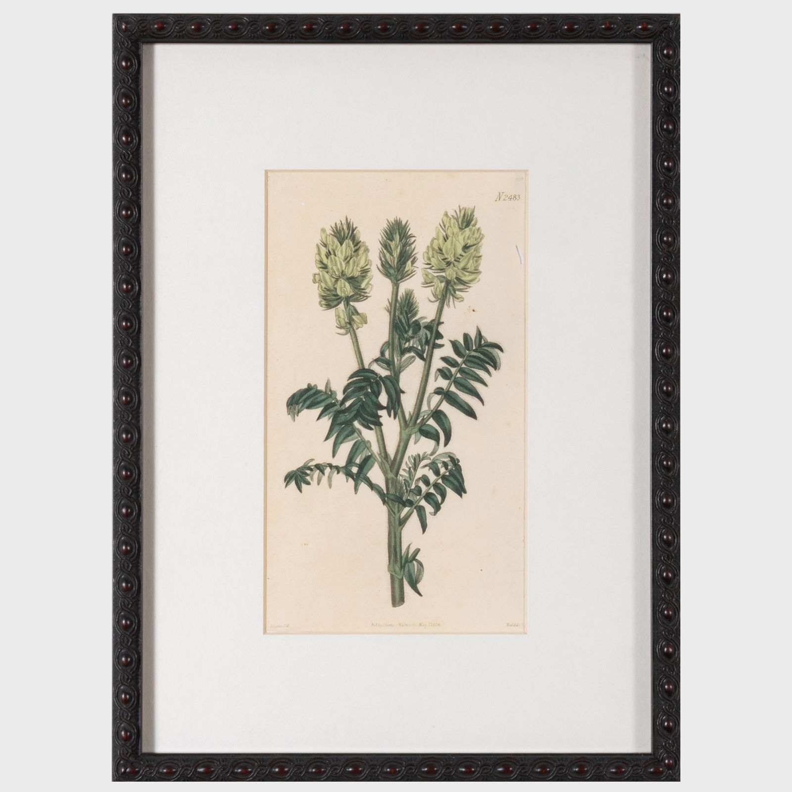 William Curtis, Publisher: Botanicals: Three Plates (1 of 8)