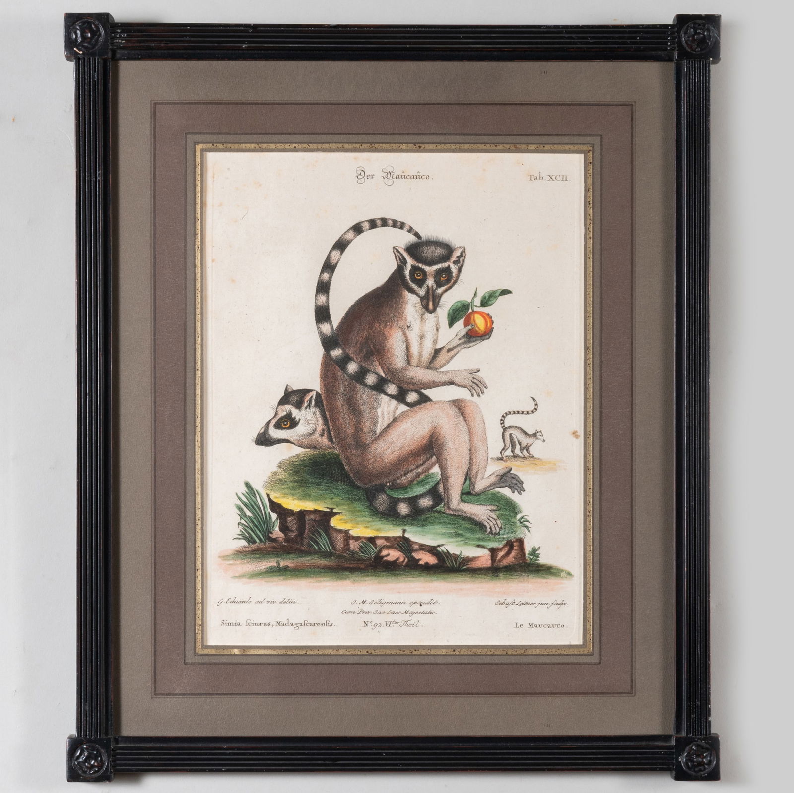 European School: Der Maucauco; Die Americanifiche Scwalbe; and Apocynum (1 of 6)