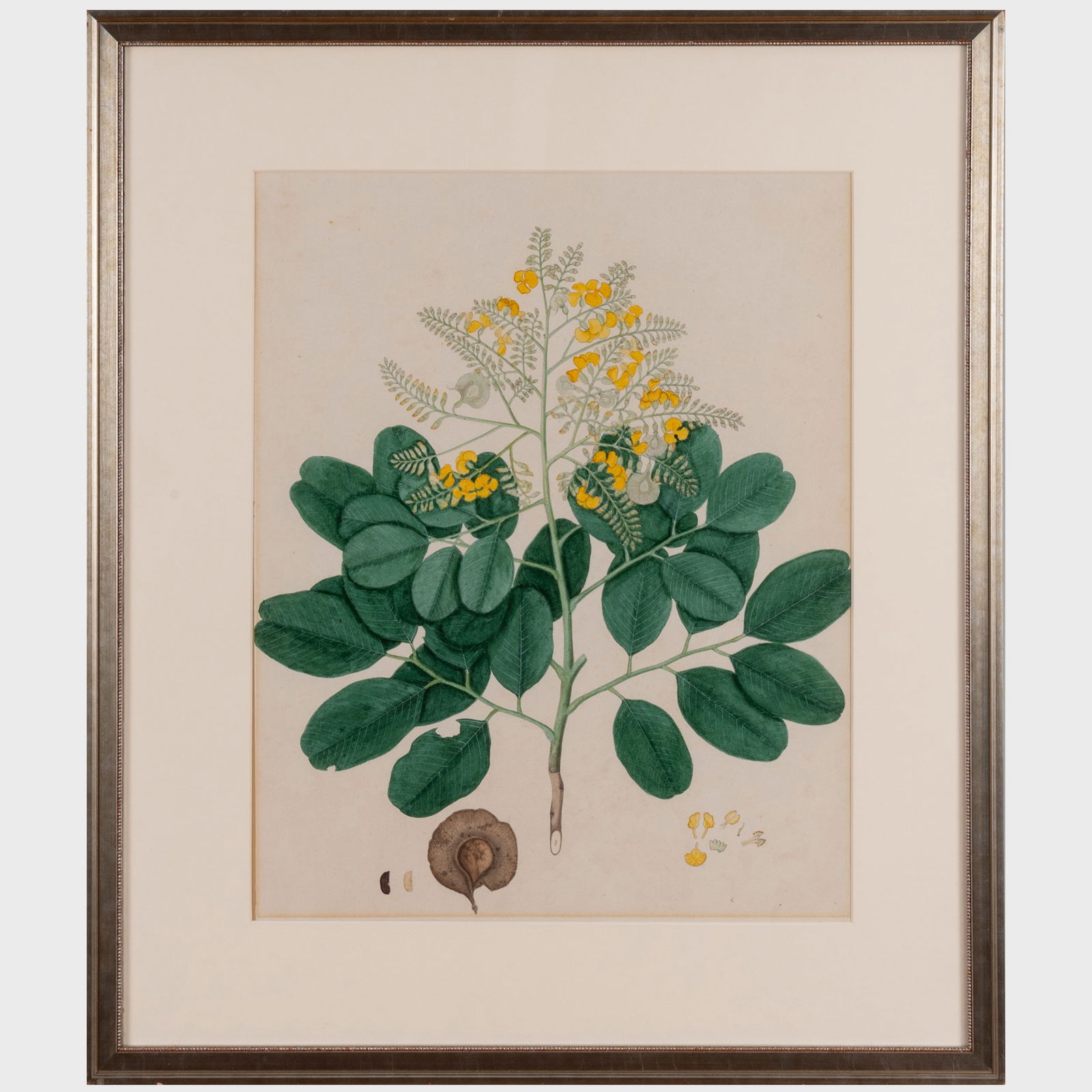 Indian Company School: Botanicals: Two Drawings (1 of 4)