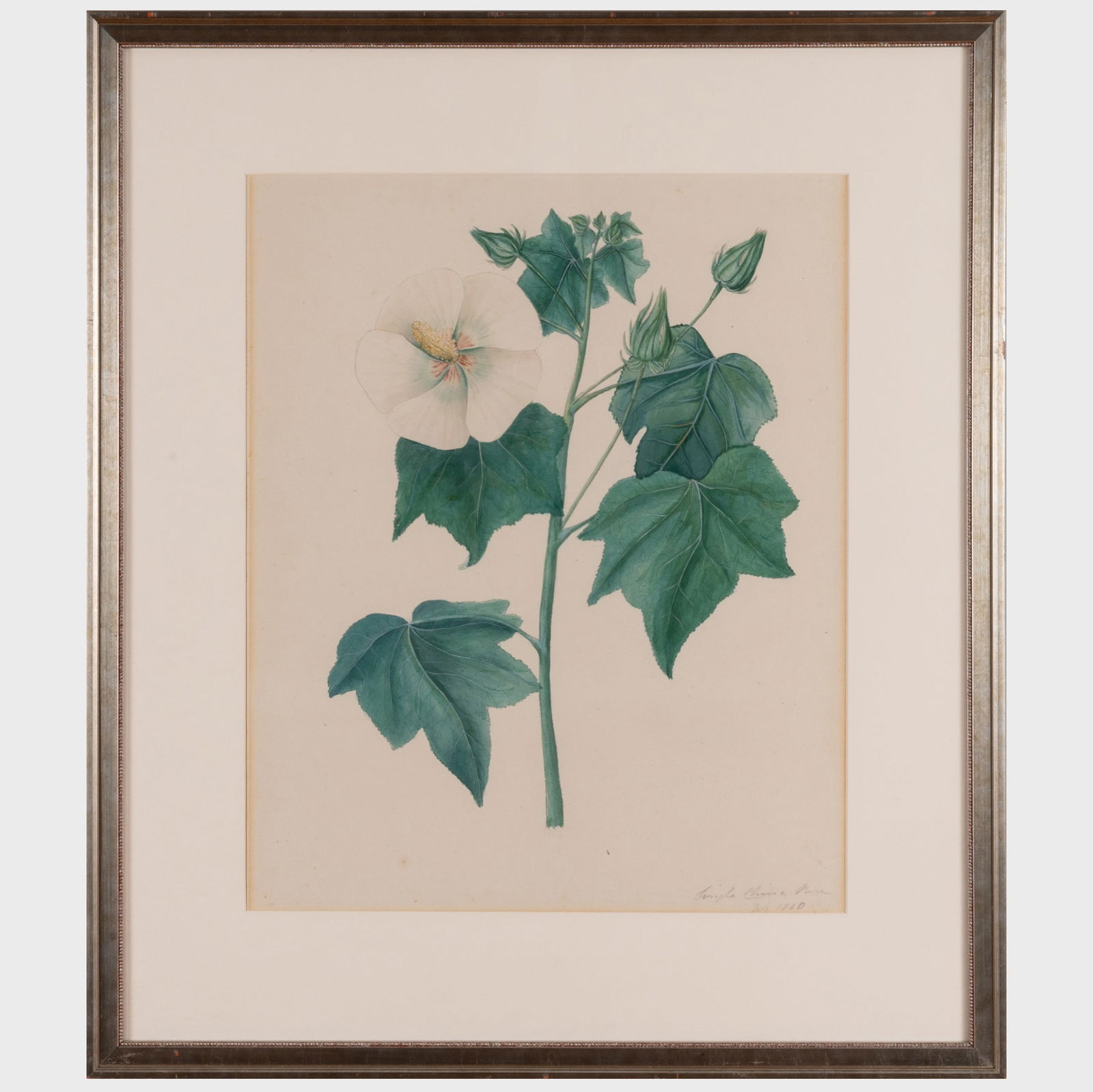 Indian Company School: Botanicals: Two Drawings (1 of 6)