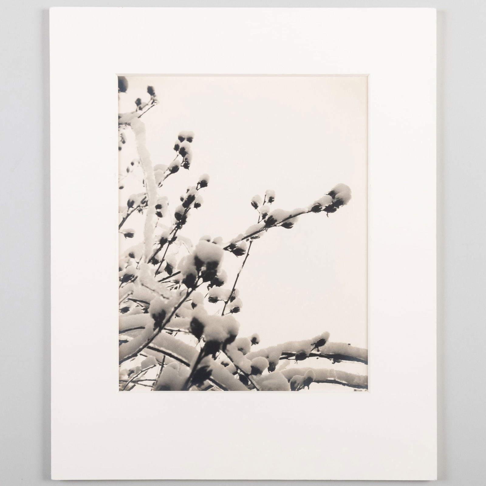 Clara A. Franz: Winter's Cotton Balls: Clara A. Franz: Winter's Cotton Balls Gelatin silver print, c. 1957, titled on the mount, with labels from West Chester Camera Club and variously inscribed on the reverse of the mount. 13 1/2 x 10 1/2