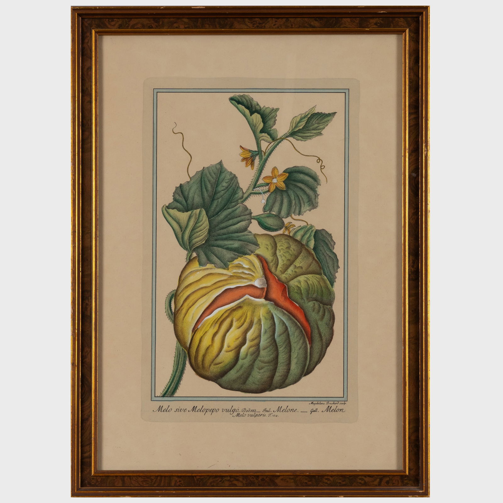 Maddalena Bouchard (1772-1793): Fruits and Vegetables: Four Plates (1 of 12)