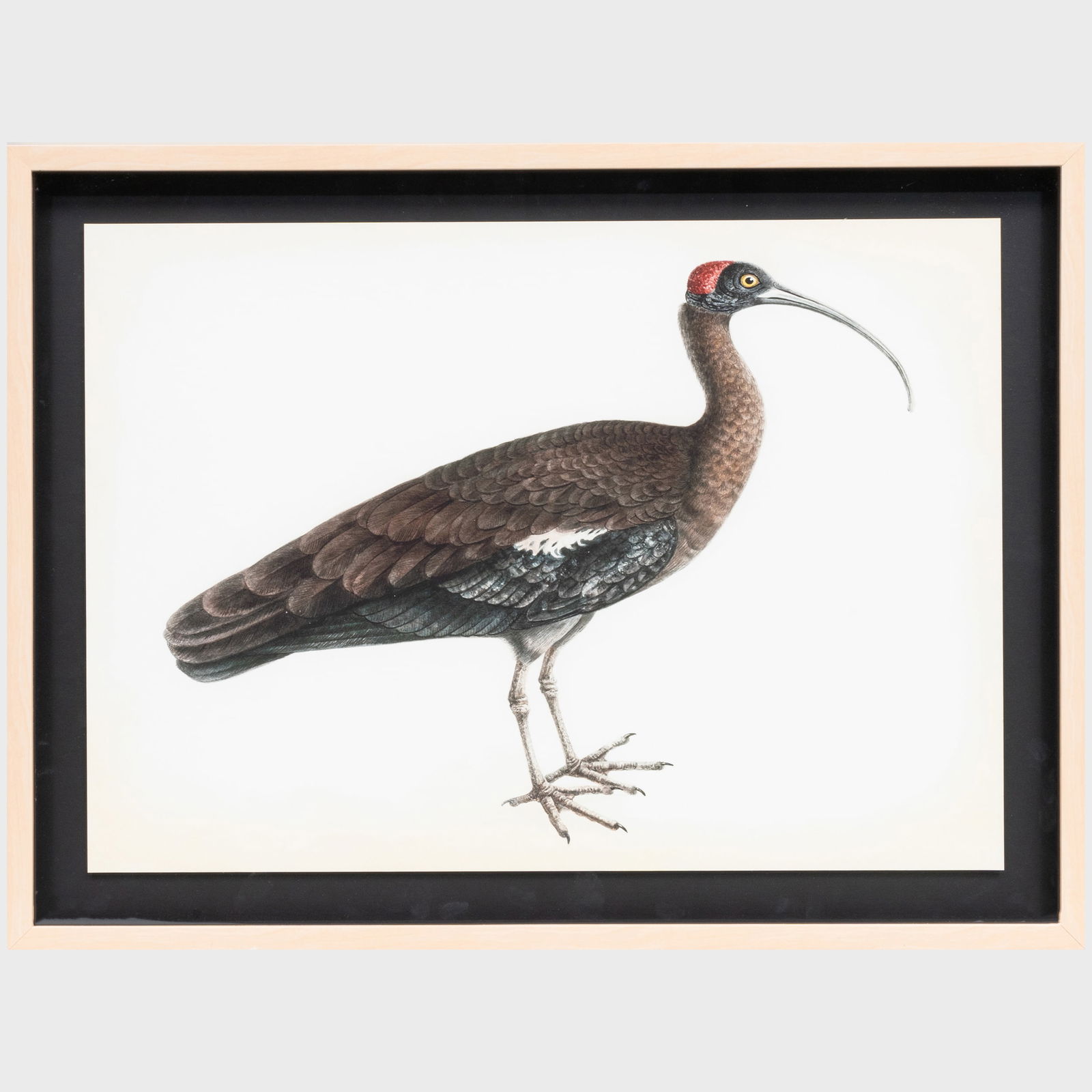 20th/21st Century School: Ornithology: Three Plates (1 of 3)