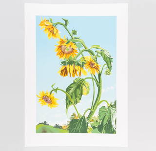 Sondra Freckelton (1936-2019): Sunflowers, State 1: Sondra Freckelton (1936-2019): Sunflowers, State 1 Lithograph in colors on wove paper, signed in pencil, numbered 15/80. 35 3/4 x 27 3/4 in. (sheet), unframed.