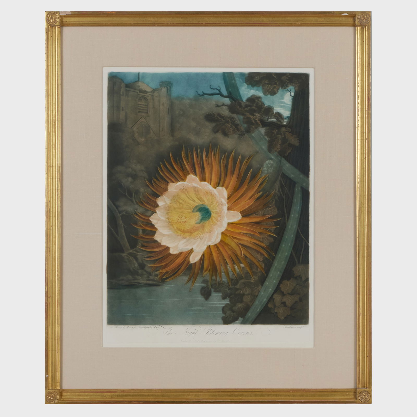 Robert John Thornton (1768-1837): After Philip Reinagle (1749-1833) and Abraham Pether (1756-1812):: Robert John Thornton (1768-1837): After Philip Reinagle (1749-1833) and Abraham Pether (1756-1812): The Night-Blowing Cereus, from The Temple of Flora Aquatint and mezzotint in black with hand-colorin