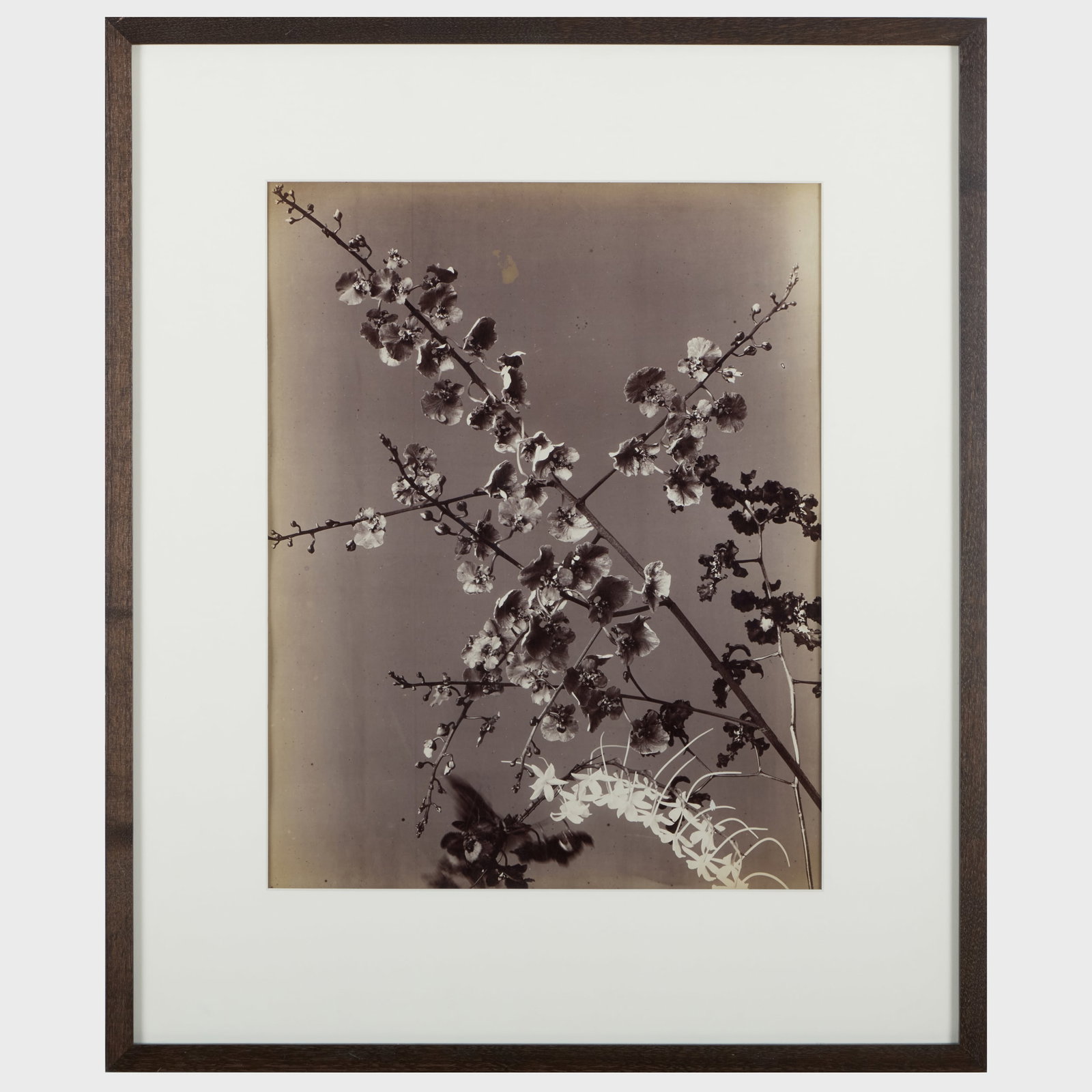 Adolphe Braun (1811-1877): Orchid: Albumen print on a blue paper mount, 1870. 18 1/2 x 14 1/2 in. (image), 27 1/2 x 23 in. (frame). Collection of Paul Kasmin.
