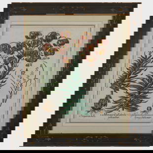 Basilius Besler (1561-1629): Hyacinthus; Siguilegia; and Centurium: Basilius Besler (1561-1629): Hyacinthus; Siguilegia; and CenturiumThree engravings in black with hand-coloring and gouache highlights on laid paper, all unsigned, all with text on the reverse.22 1/8
